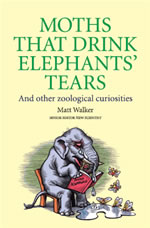 Moths-that-drink-elephants-tears